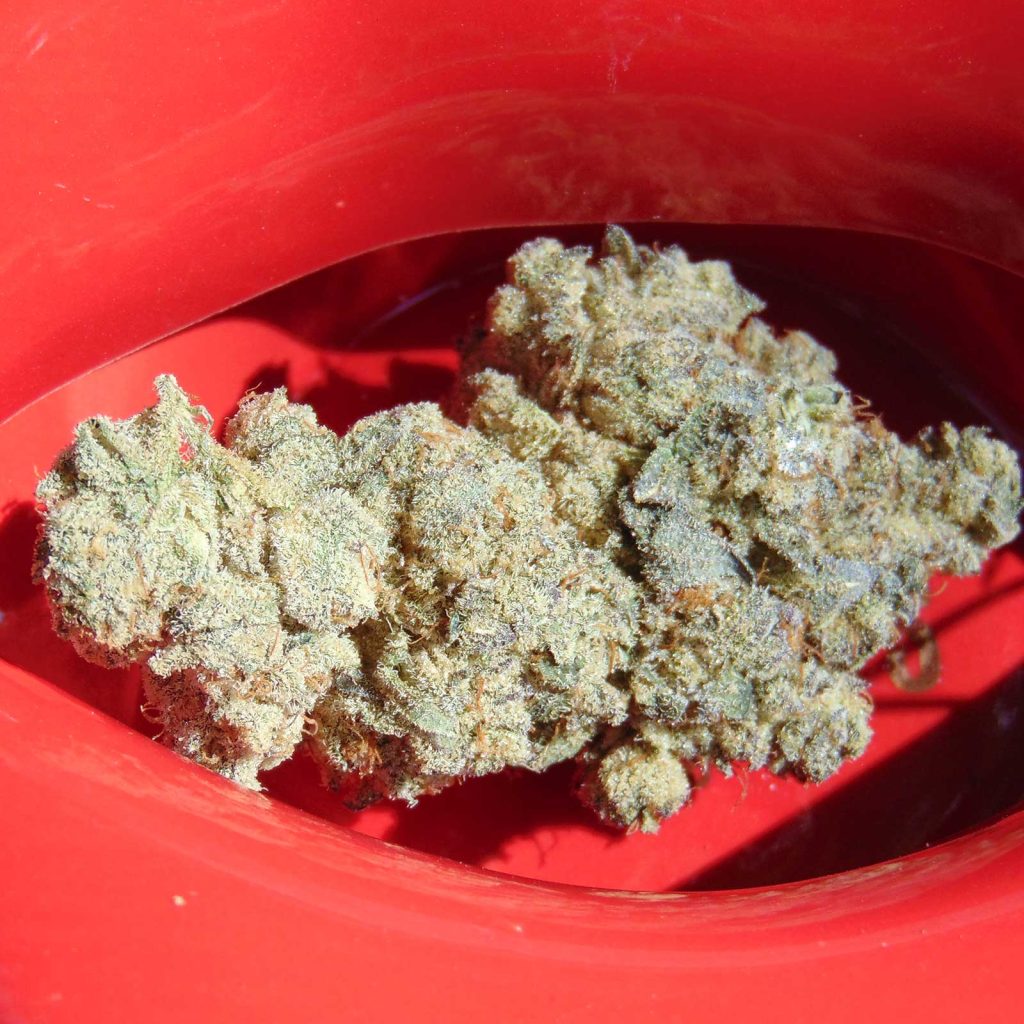 bzam cobra lips review cannabis photos 4 merry jade