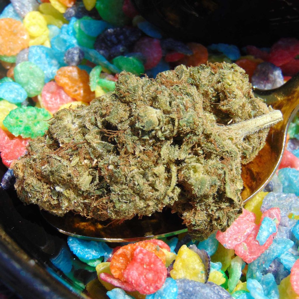 greybeard fruity pebbles og review cannabis photos 3 merry jade