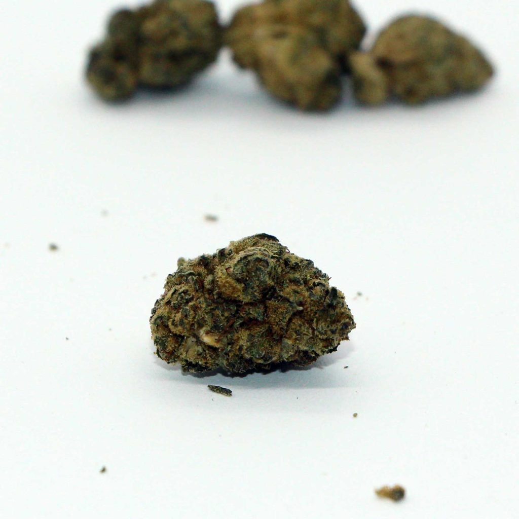 dykstra greenhouses wreck leisure powdered donuts review photos 5 merry jade