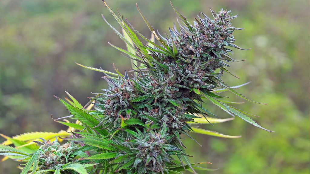 how to decided what strain to try