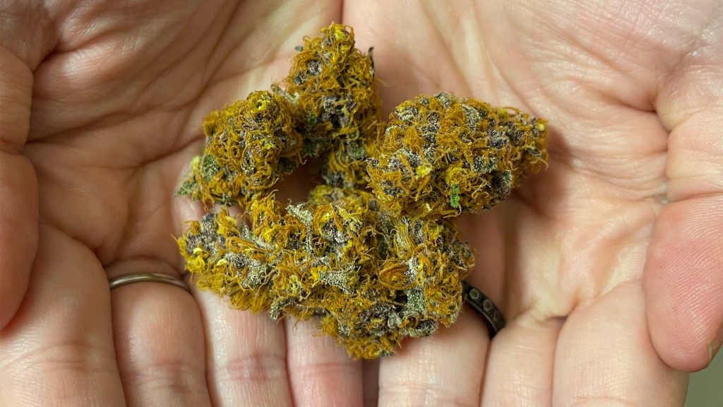 what are cannabis strains