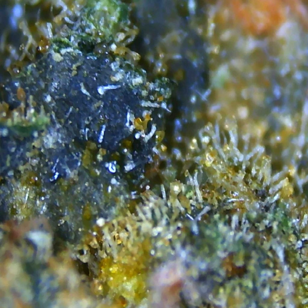 camp river cannabis animal cookies review photos 5 merry jade