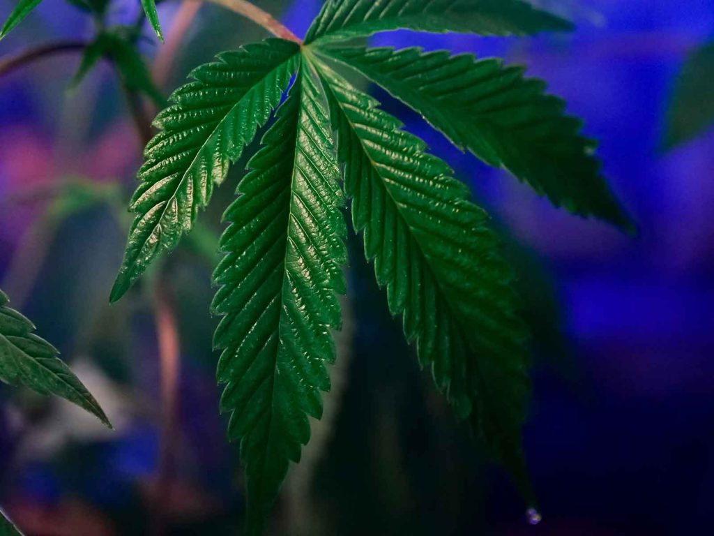 The Role of Leaves in the Growth and Development of the Cannabis Plant