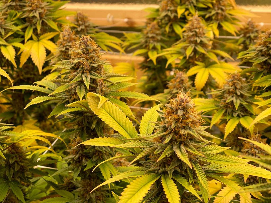 Understanding the Cannabis Cola
