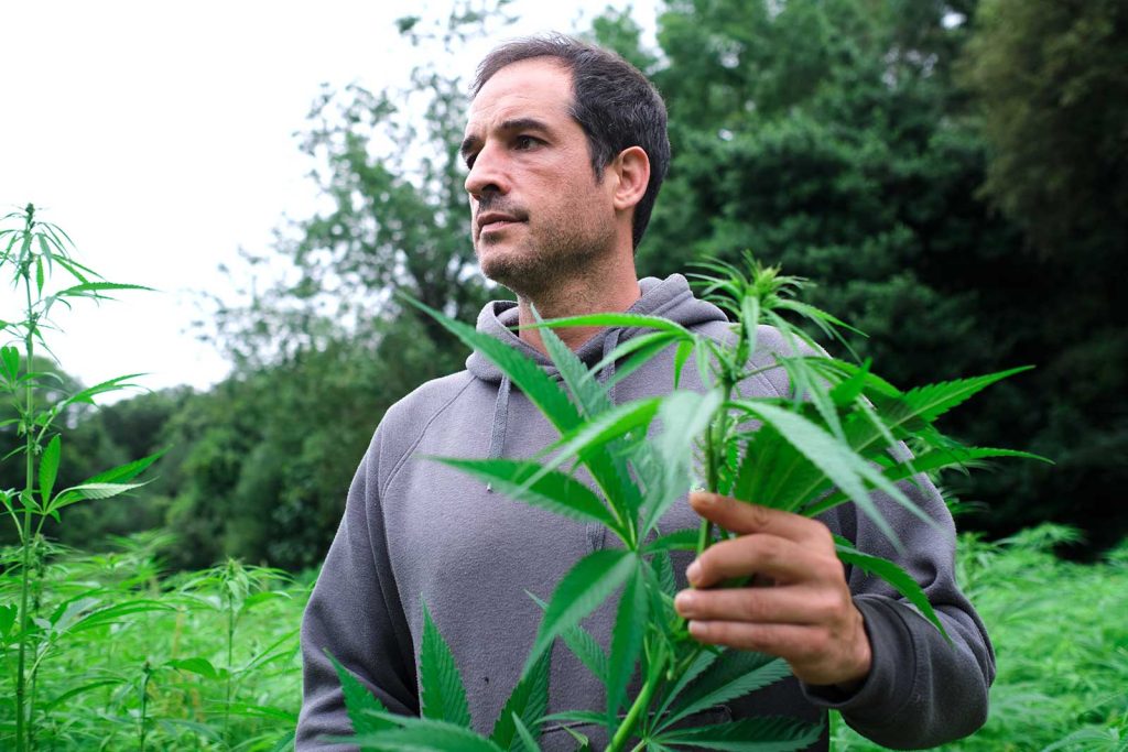 What did the Marihuana Tax Act of 1937 do