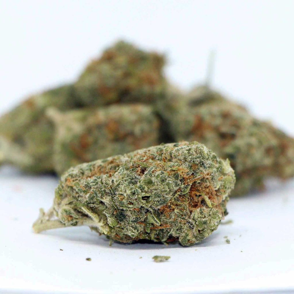 bruce banner cannabis strain high potency strains