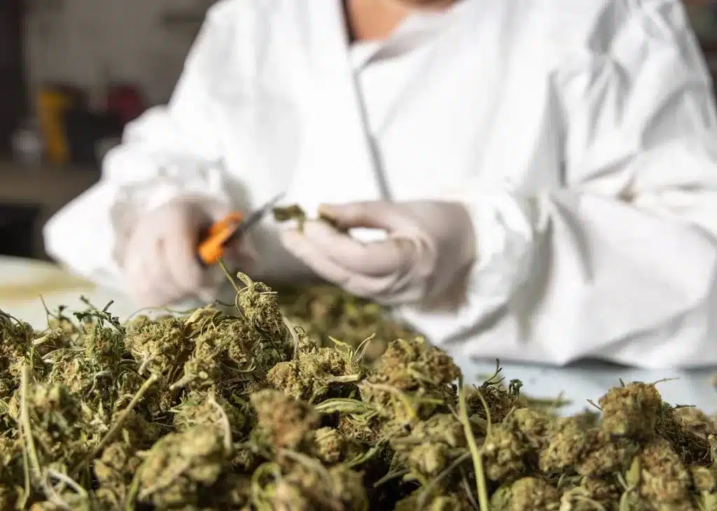 How to trim your cannabis plants