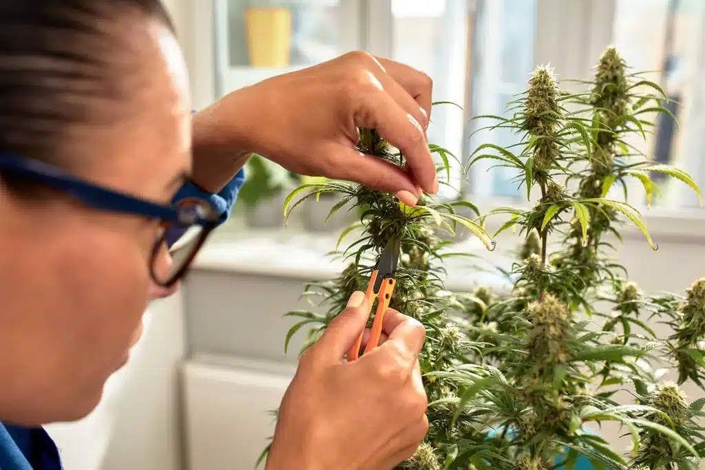 Tips for pruning your cannabis plants