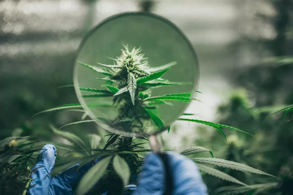 What Causes Seeds in Cannabis