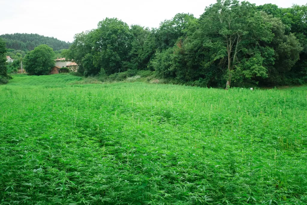 Emerging Cannabis Markets