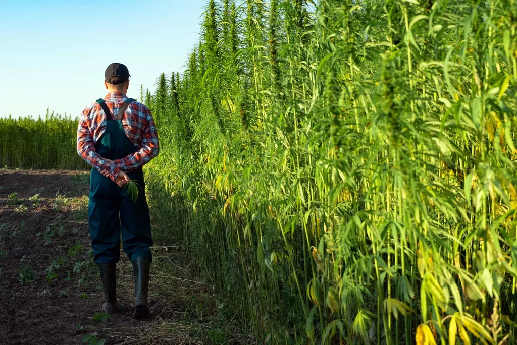 Factors Influencing Cannabis Quality