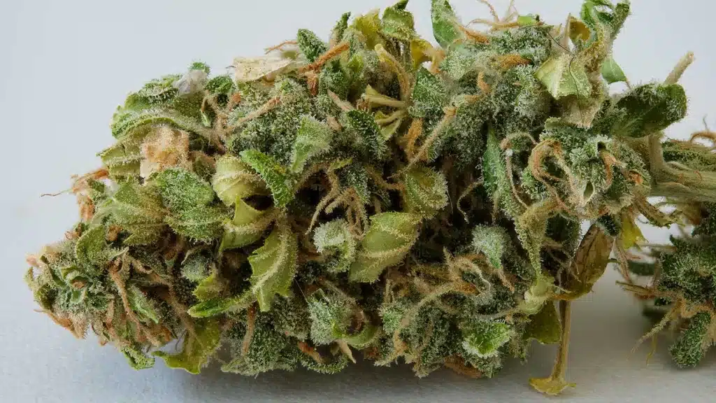 Physical Characteristics of Pistils