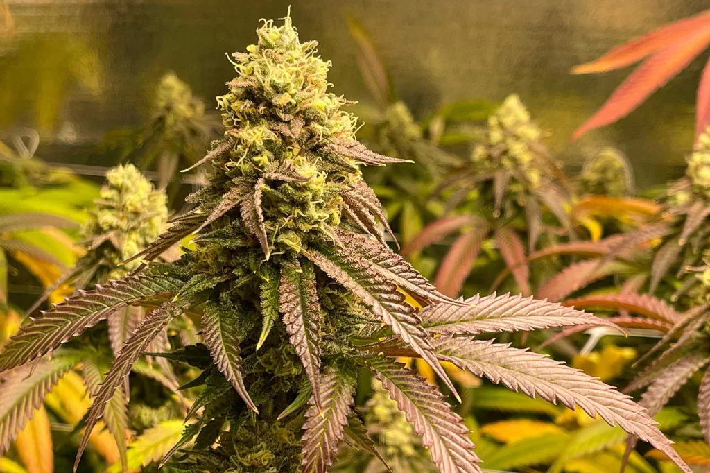 Anatomy of the Cannabis Plant Cola