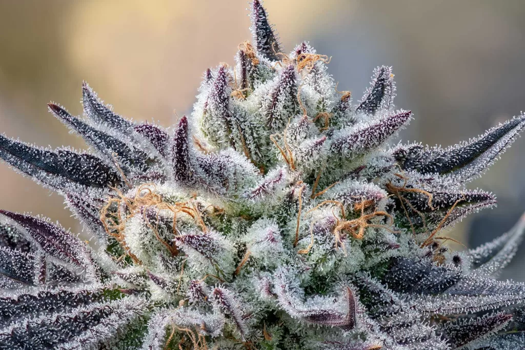 Appreciating the Cannabis Plant Cola