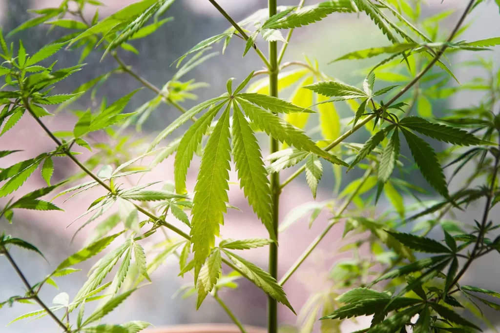 Defoliation tips and precautions