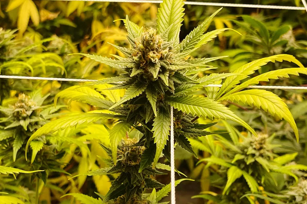 The Significance of the Cannabis Plant Cola