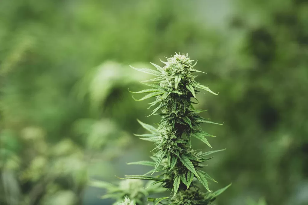 What does defoliation mean