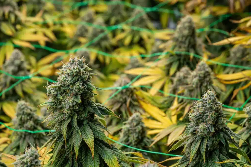 Indoor Cannabis Hydroponics