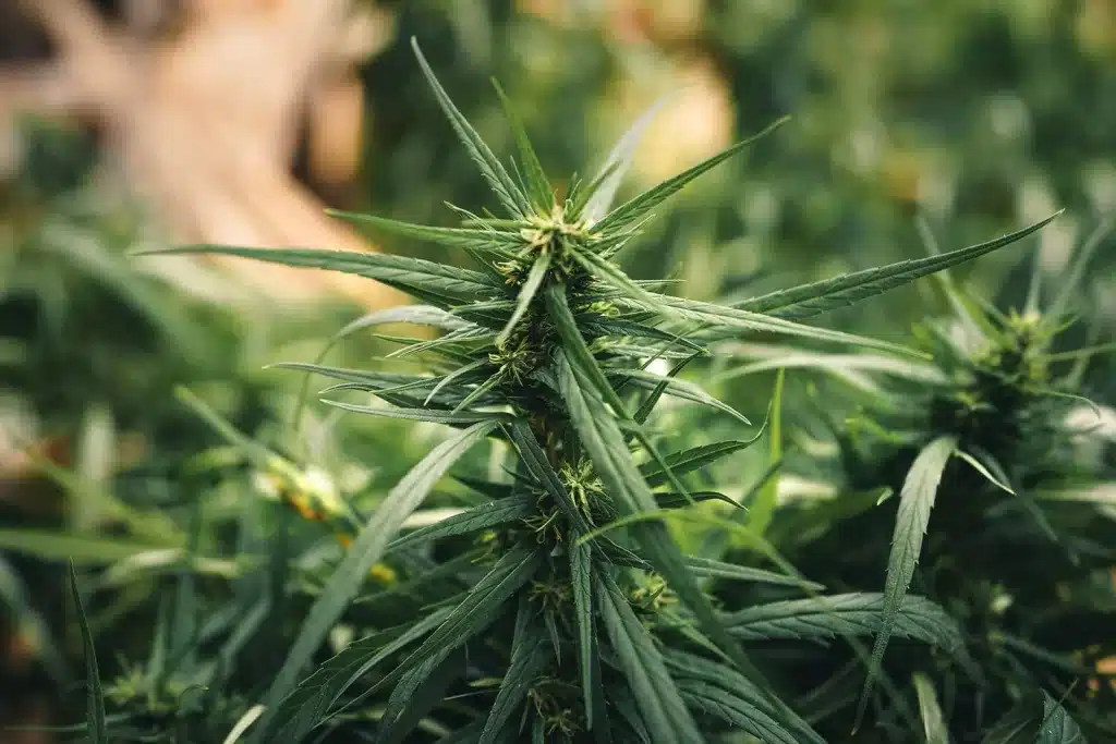 Outdoor Cannabis Cultivation