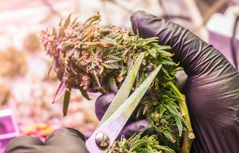 how do terpenes affect cannabis