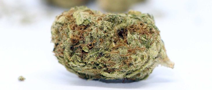 7 acres sensi star cannabis review