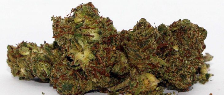 doja c99 sativa cannabis review photos