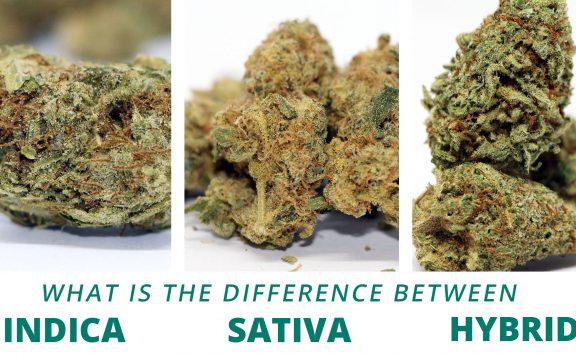 what is the difference between indica sativa and hybrid cannabis