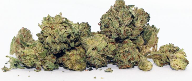canaca cannabis purps review photos cannibros