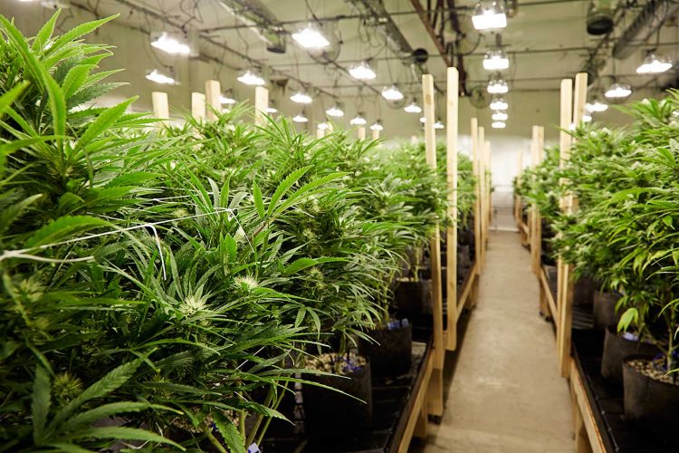 cannabis and the canadian economy