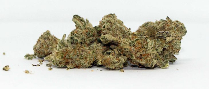 edison cannabis co mac 1 review photos cannibros
