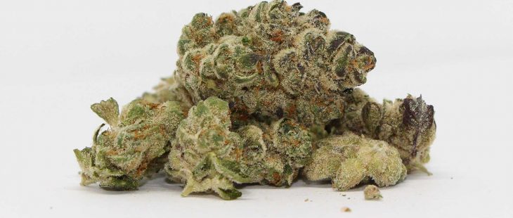 flint and embers gsc kush review cannabis photos cannibros