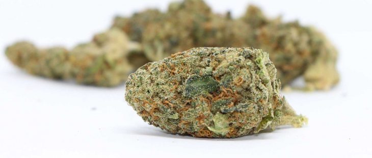 greenseal gorilla berry review cannabis photos cannibros