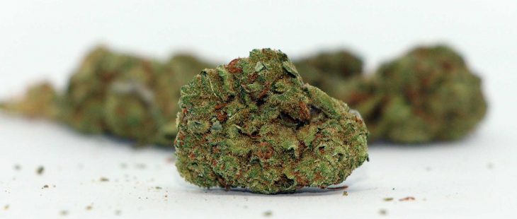 good supply growers choice sativa review cannabis photos cannibros