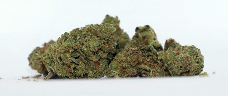 riff dt81 review cannabis photos cannibros