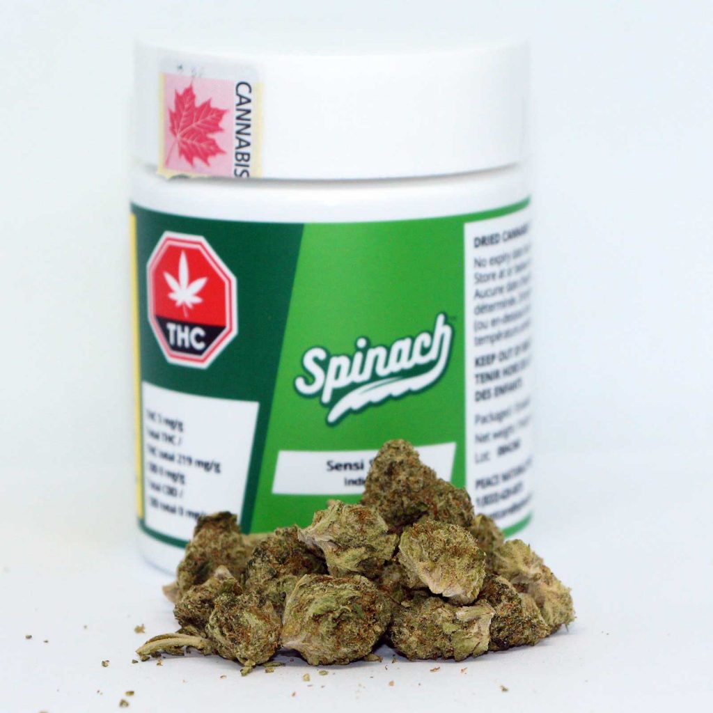 spinach sensi star review cannabis photos 2 cannibros