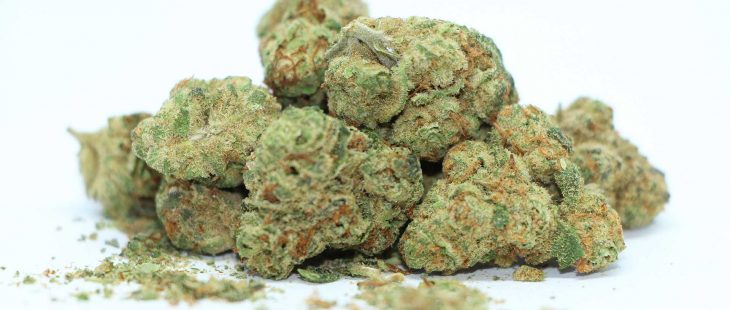good supply growers choice indica review cannabis photos cannibros