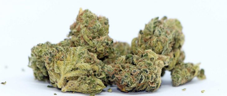houseplant indica review cannabis photos cannibros