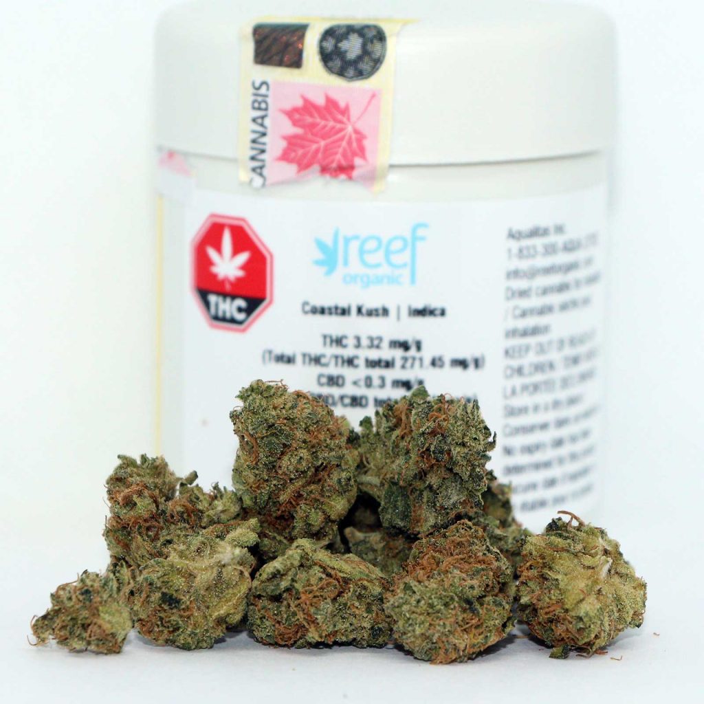 reef organic coastal kush review cannabis review 2 cannibros