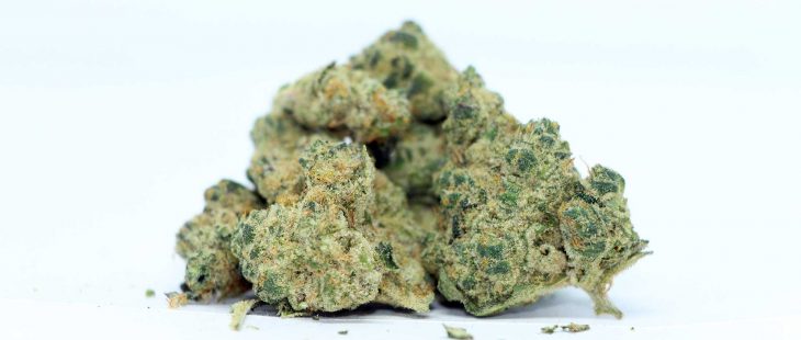 spinach gmo cookies review cannabis photos cannibros