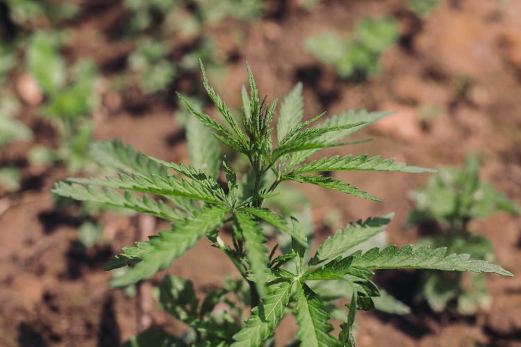 What Are Landrace Cannabis Strains