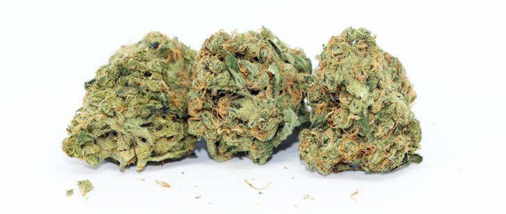 big bag o buds ultra sour review cannabis photos 5 cannibros