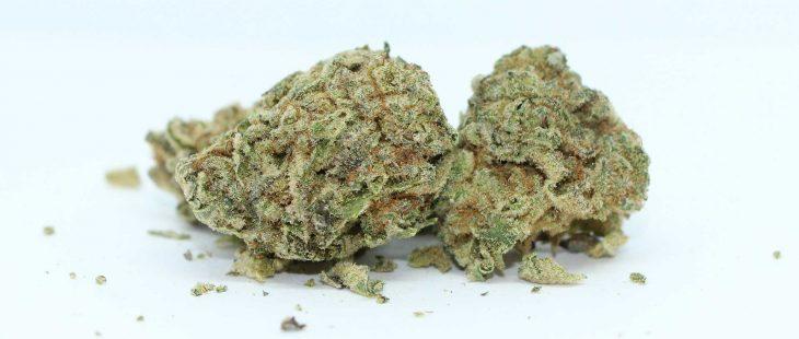 haven st premium cannabis banana purple punch review photos 5 cannibros