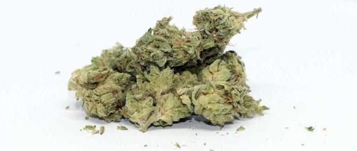 msiku nova glue review cannabis photos 5 cannibros