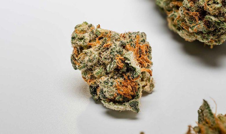 How to Tell Good Cannabis From Bad Weed