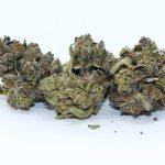 san rafael 71 pink kush review cannabis photos 5 merryjade
