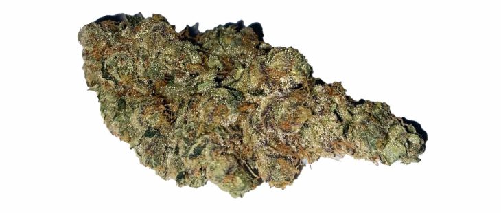 sugarbud gmo cookies review cannabis photos 4 merry jade 1