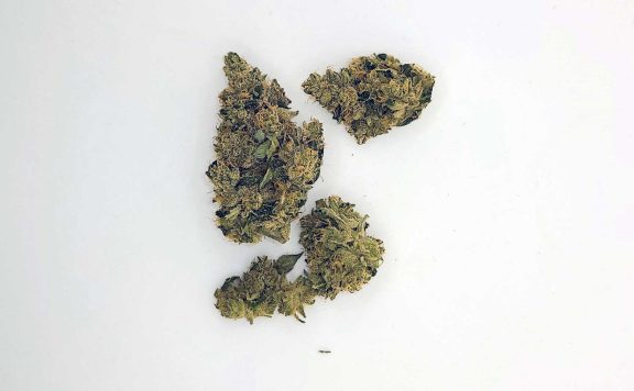 coast mountain cannabis bc organic pemberton pink review photos 5 merry jade