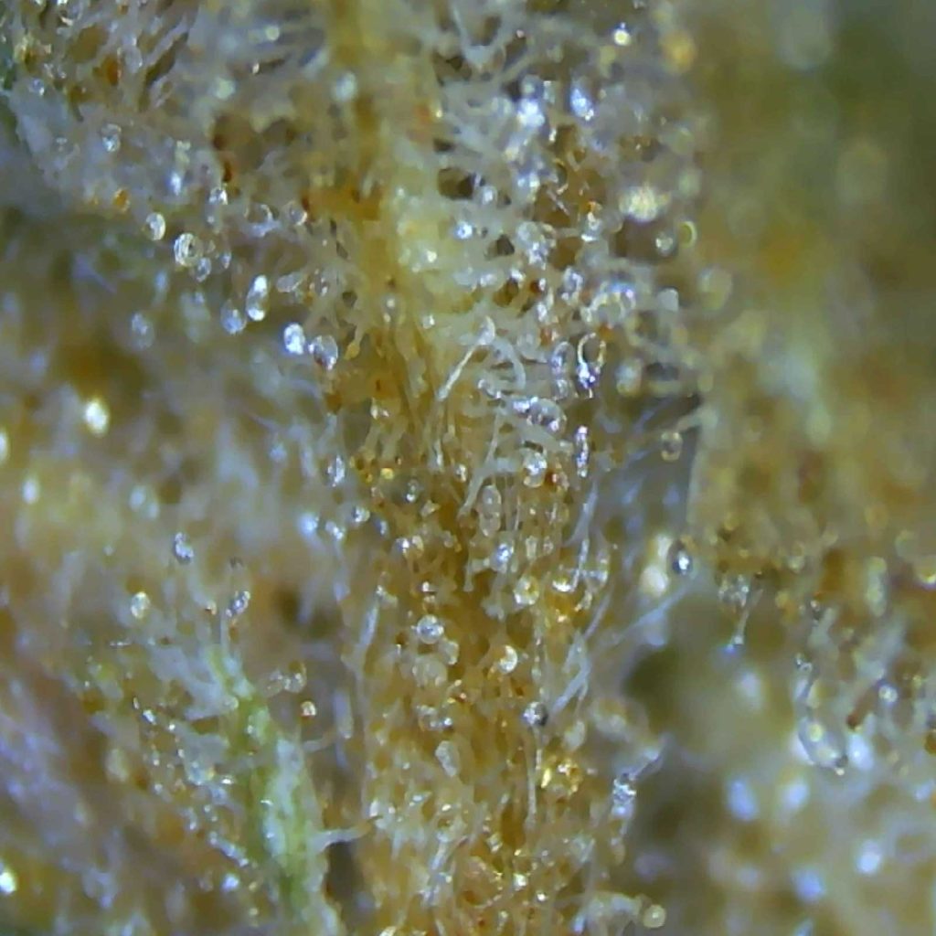 pistol and paris orange tingz review cannabis photos 5 merry jade