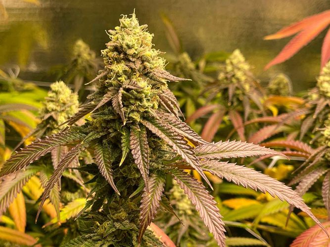 Different Parts of the Cannabis Plant