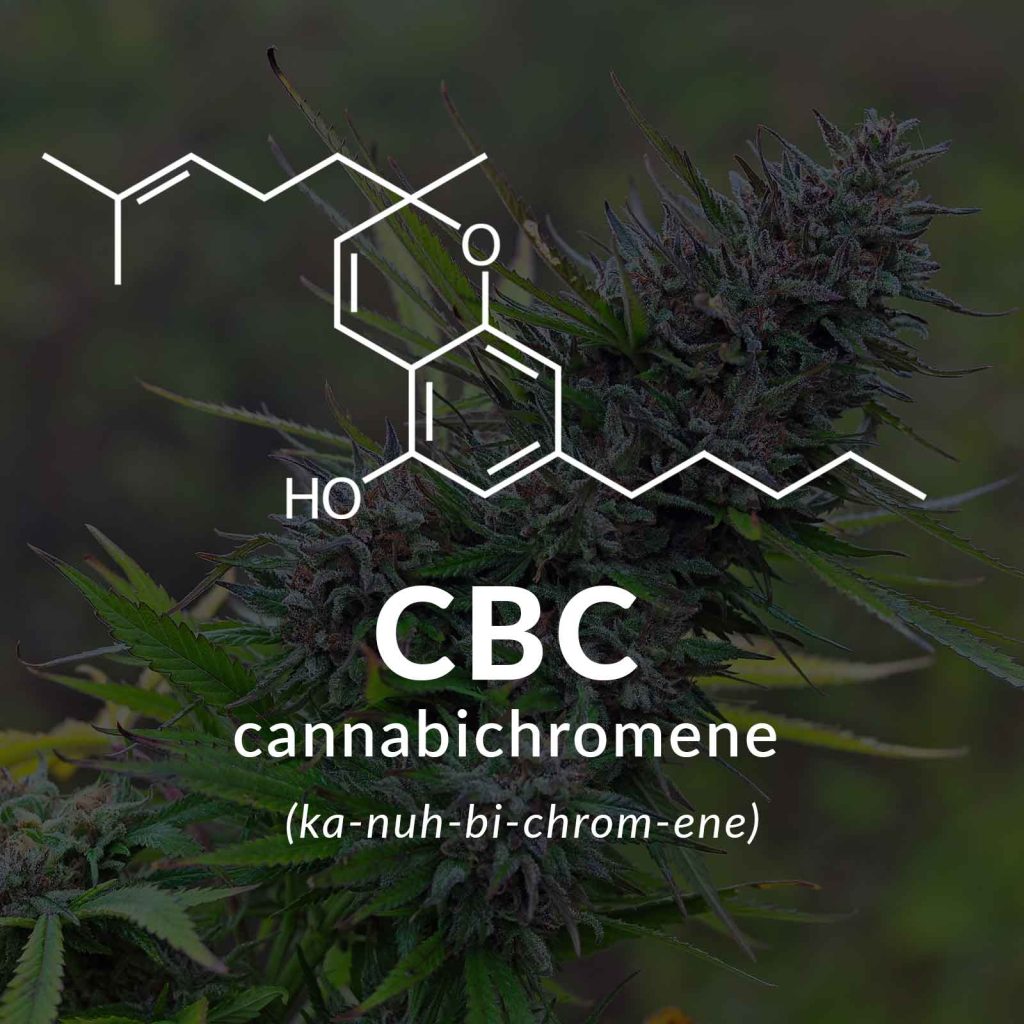 what is cbc